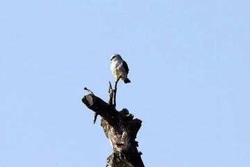 Black-winged kite, Elanus caeruleus