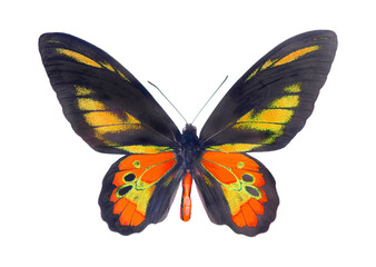 Bright tropical birdwing butterfly isolated on transparent background. Colorful butterfly. Rothschild's birdwing (Ornithoptera rothschildi)	