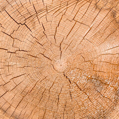Fototapeta premium Tree rings close-up showing growth pattern and cracked wood texture