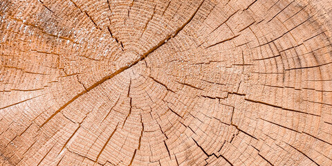 Fototapeta premium Horizontal cracked wood rings background texture