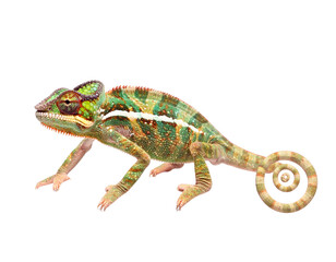 Obraz premium Green chameleon with rolled tail on black background