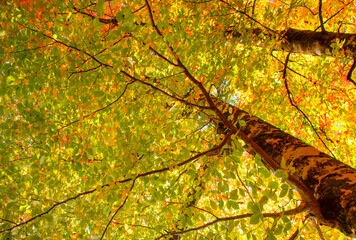 The change of leaves from green to yellow and red Blue sky in the background - The appearance of leaves of an autumn tree from below - Yedigoller National Park Bolu, Turkey