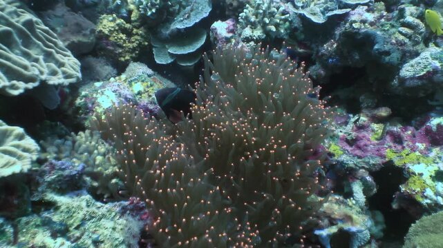 Observe an orange and white clownfish swimming amongst an anemone. This beautiful creature lives in the blue waters of Palawan during the day.