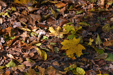 Dry leaves on the ground in a beautiful autumn forest. autumn background, fallen leaves in a forest or park. Grove. selective soft focus. autumn colors, beautiful season. autumn season, first frosts