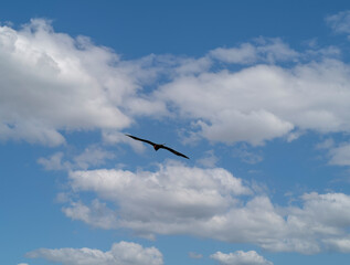 bird in the sky