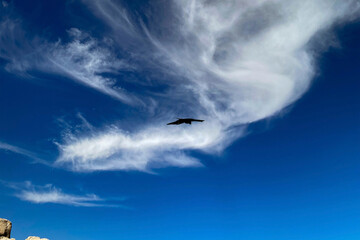 Bird flying in the blue sky