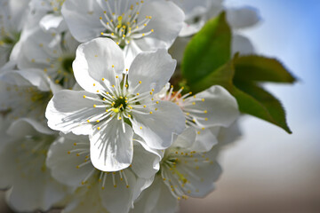 Prunus avium. White oriental cherry. white spring flowers on the tree, in the garden. cherry blossoms. delicate flowers on a branch. natural background. idea of the spring awakening. close-up. focus