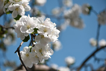 flowering apple tree branch in the garden. Blooming fruit trees in the garden. White flowers close-up on a branch of a tree. Floral spring nature background. beauty of flowering season