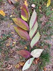 autumn poison sumac leaves on the ground