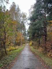 Autumn forest trail with fallen leaves, tall pines and birches, blue sky and quiet path, eco travel, grounding walk, slow tourism, mindfulness and wellness escape, nature background for design.
