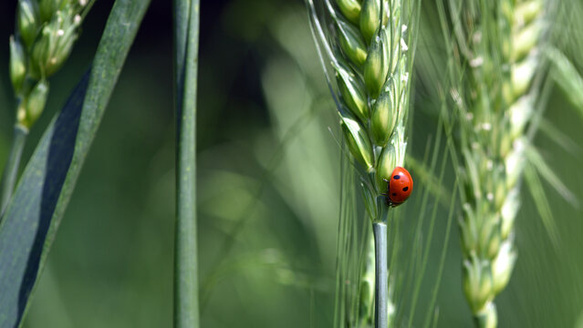 ladybug sitting on the wheat ears or pods. Unripe green wheat plants growing in large farm field. insects feeding crops in rural villages. agribusiness, farmland. parasites spoil the harvest close-up - Powered by Adobe