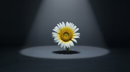 A white daisy flower with a yellow center is illuminated by a spotlight on a dark gray background