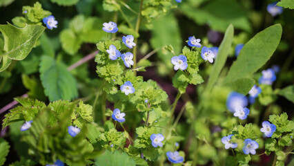 Blue flowers of veronica persica.