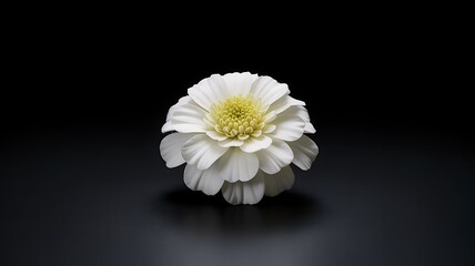 Close up of a beautiful white flower with yellow center on a dark background in studio shot