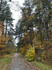 Autumn forest trail with fallen leaves, tall pines and birches, blue sky and quiet path, eco travel, grounding walk, slow tourism, mindfulness and wellness escape, nature background for design.