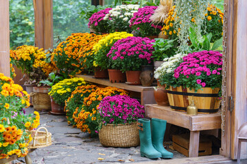 Vibrant autumn blooming chrysanthemums in pots standing on a rustic wooden greenhouse shelf with green rubber boots and tools in warm natural light. Gardening hobby, plant breeding, decorative garden