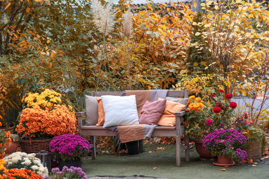 Cozy wooden bench with pillows surrounded by blooming chrysanthemums and colorful autumn foliage creating a relaxing garden atmosphere in fall season. Space for relax in lush yellow garden
