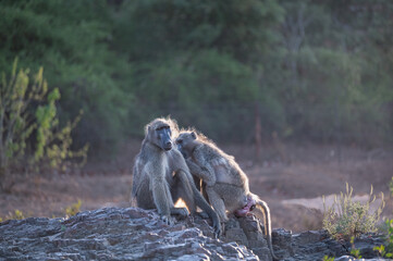 A backlit pair of Chacma baboons grooming while sitting on a bare rock protruding from a dry riverbed. 