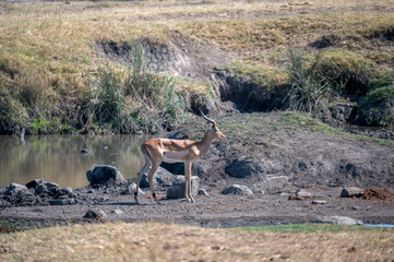 Lone Impala ram on alert as he stands alongside a waterhole  