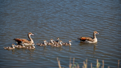 An Egyptian goose family with chicks swimming in formation across the river 