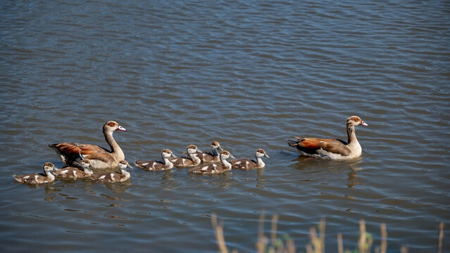 An Egyptian goose family with chicks swimming in formation across the river 