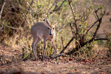A Common Duiker isolated against a leafy background turns to locate fresh browsing matter. 