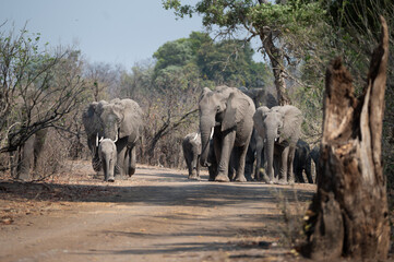 African elephant herd moving down the road through the dense bush on the sides