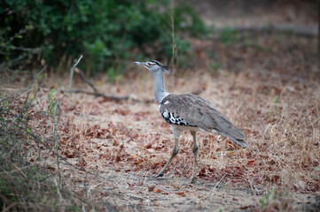 A Kori Bustard walking through the dry bush while hunting for prey.