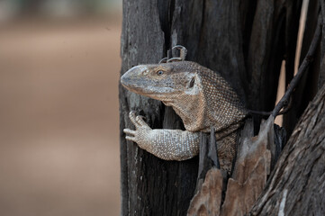 A side view close up of a Rock Monitor peering out from a hole in a tree.