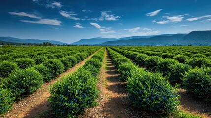 Obraz premium Green shrubs grow in neat rows on a farm with mountains in the distance under a bright blue sky