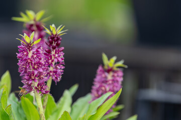 Close up of pineapple lily (eucomis leia) flowers in bloom