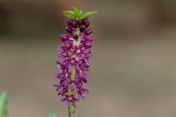 Close up of pineapple lily (eucomis leia) flowers in bloom