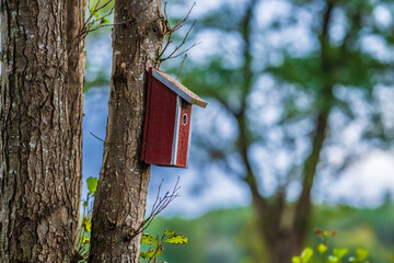 Wooden birdhouse on tree in evening light.
