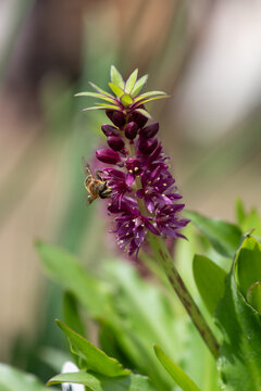 Close up of pineapple lily (eucomis leia) flowers in bloom
