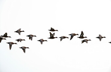 Obraz premium Flock of Lesser Whistling Ducks fly against white sky. Birds are in motion. Ducks fly during migration. Group of birds migrate to warmer regions. Wings motion of avian creatures.