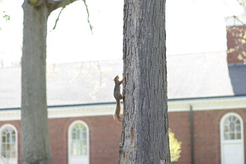 Fox Squirrel Climbing Tree Trunk beside Another Tree with Brick Building in Background