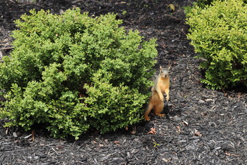 Squirrel Standing on Hind Legs behind Wintergreen Boxwood Bush on Mulch Background