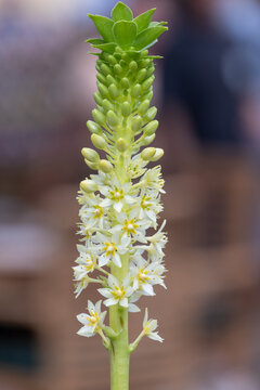Close up of Joys white pineapple lily flowers in bloom