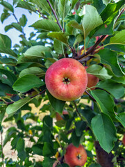 Crisp, ripe red apple hanging delicately from a branch in a sun-dappled orchard, signaling the abundant harvest of late summer and early autumn