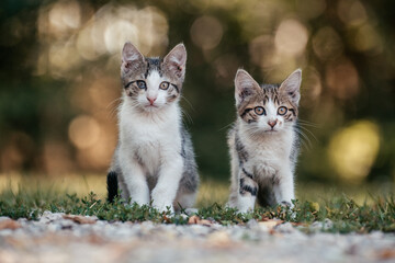 Obraz premium Junge Hofkatzen