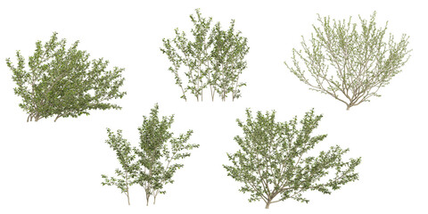 Collection of Elaeagnus plants on transparent background
