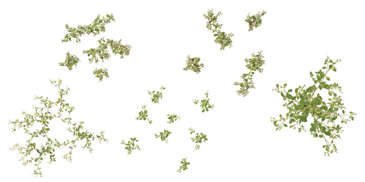 Collection of Erigeron plants on transparent background from the top view