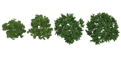 Obraz premium Collection of Swida,Viburnum plants on transparent background from the top view