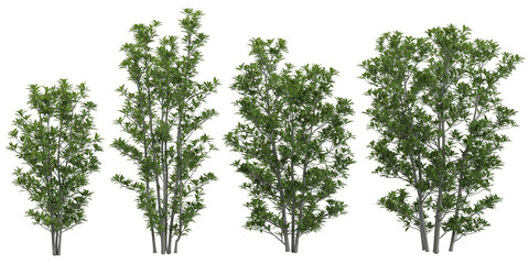 Collection of Viburnum plants on transparent background