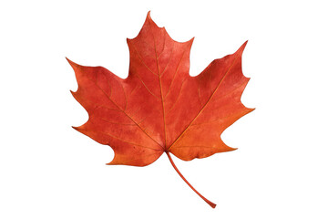 Naklejka premium Red maple leaf showcasing autumn colors, symbolizing seasonal change, fall, and natural beauty with transparent background
