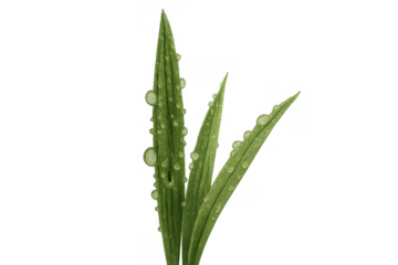 Fresh green grass blades featuring water drops and morning dew, symbolizing freshness, growth, and nature on a transparent background