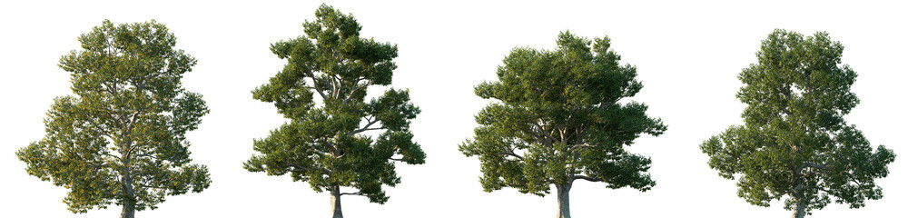 Obraz premium Set of Ulmus laevis (the European white elm, fluttering elm, spreading elm, stately elm, the Russian elm) frontal street trees isolated png on a transparent background perfectly cutout 
