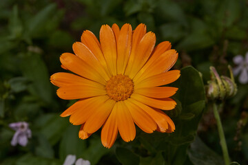 Calendula blooms on the lawn in the garden. Calendula, or Marigold (lat. Calendula) - a genus of herbaceous plants of the Astra family. The last flowers of calendula before the onset of cold.
