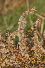 Dry plants in the garden. Canadian goldenrod (lat. Solidago canadensis) is a perennial herb; a species of the genus Goldenrod of the family Asteraceae, or Compositae (Asteraceae).