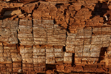Close-up of old wood with a cracked surface and rich brown color. Macro shot showing the natural texture of aged timber shaped by time and weather.